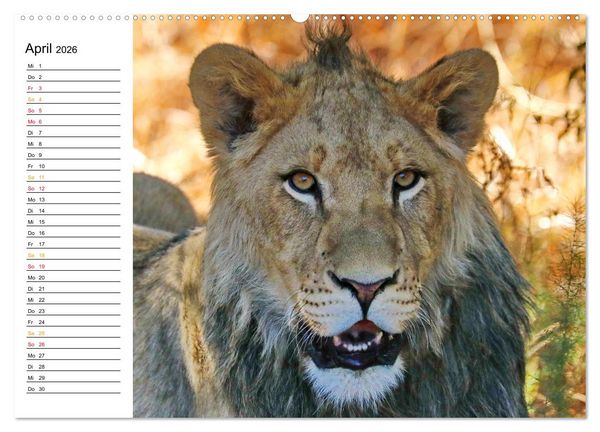 Produktbild: LION KING SELFIES L&ouml;wen hautnah (Wandkalender 2026 DIN A2 quer), CALVENDO Monatskalender