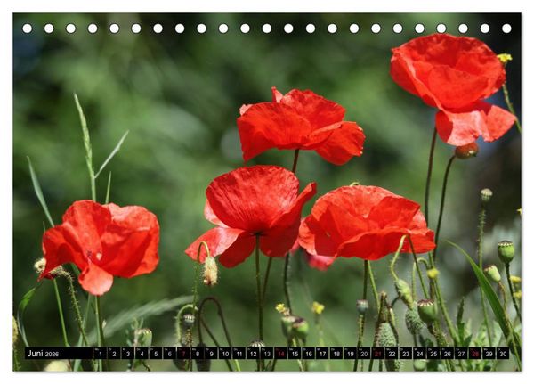 Produktbild: Mohnblumen (Tischkalender 2026 DIN A5 quer), CALVENDO Monatskalender