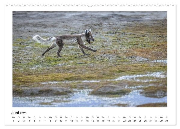 Produktbild: Fauna arctica (Wandkalender 2026 DIN A2 quer), CALVENDO Monatskalender