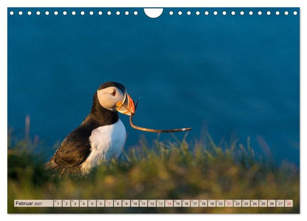 Produktbild: Papageitaucher - Puffins (Wandkalender 2027 DIN A4 quer), CALVENDO Monatskalender