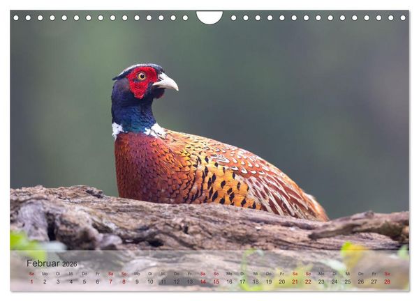 Produktbild: Fantastische Vogelwelt Slowenien (Wandkalender 2026 DIN A4 quer), CALVENDO Monatskalender