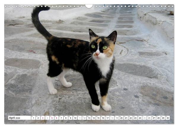Produktbild: Katzen der Kykladen (Wandkalender 2026 DIN A3 quer), CALVENDO Monatskalender
