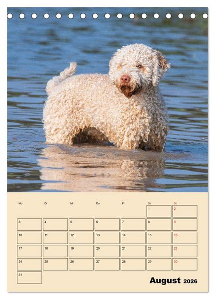 Produktbild: Jahresplaner Lagotto Romagnolo (Tischkalender 2026 DIN A5 hoch), CALVENDO Monatskalender