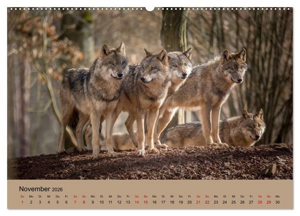 Produktbild: Wolfsrudel (Wandkalender 2026 DIN A2 quer), CALVENDO Monatskalender