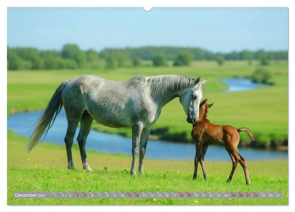 Produktbild: The Magic of Happy Foals (High Quality Premium Wall Calendar 2027 DIN A2 landscape),CALVENDO 12 Month Wall Calendar