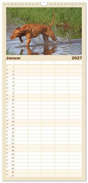 Produktbild: Familienplaner 2027 - Magyar Vizsla - Vielseitiger Jagdhund mit 5 Spalten (Wandkalender, 21 x 45 cm) CALVENDO