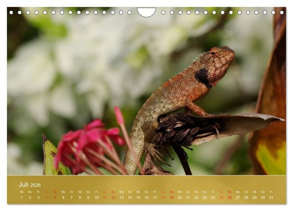 Produktbild: Agamen - Echsen aus der Urzeit (Wandkalender 2026 DIN A4 quer), CALVENDO Monatskalender