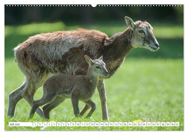 Produktbild: Emotionale Momente: Muffelwild. (hochwertiger Premium Wandkalender 2026 DIN A2 quer), Kunstdruck in Hochglanz
