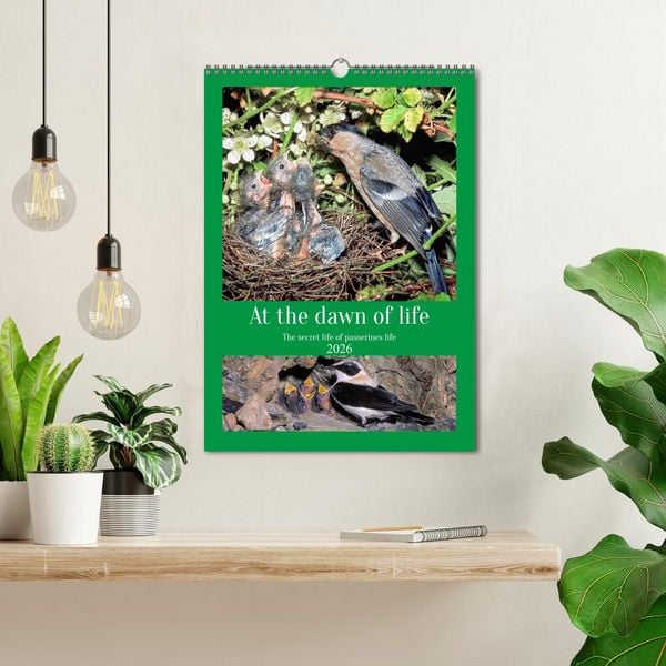 Produktbild: At the dawn of life the secret life of passerines (Wall Calendar 2026 DIN A3 portrait), CALVENDO 12 Month Wall Calendar