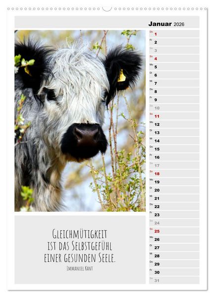 Produktbild: Coole Rindviecher (hochwertiger Premium Wandkalender 2026 DIN A2 hoch), Kunstdruck in Hochglanz