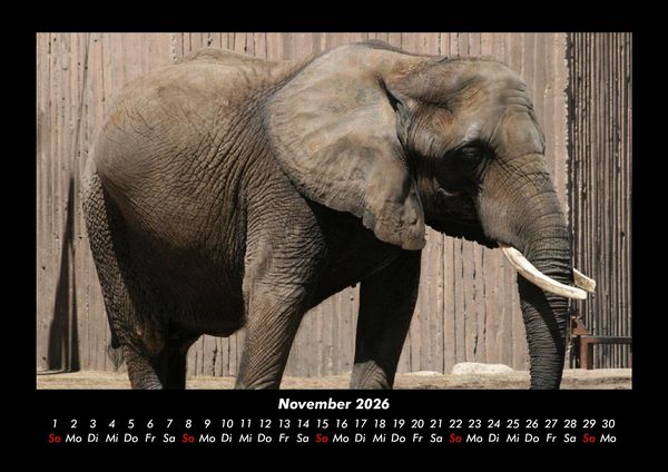 Produktbild: Elefanten - Die sanften Riesen Afrikas 2026 Fotokalender DIN A3