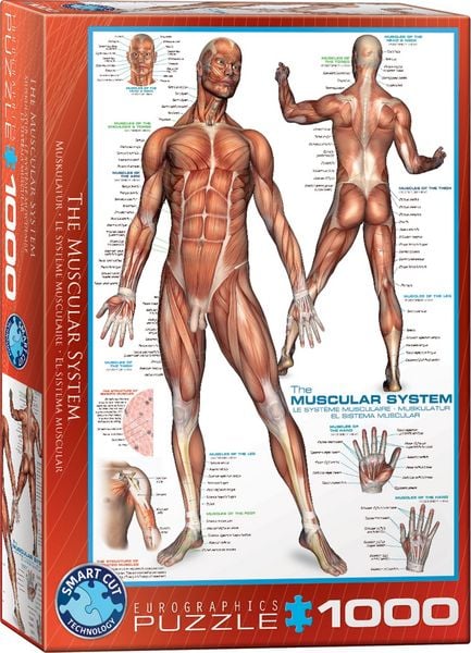 Das Muskelsystem 1000T