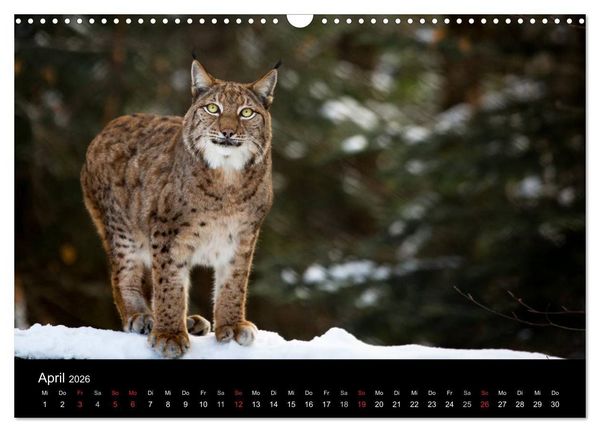 Produktbild: Luchse - Europas gr&ouml;&szlig;te Katzen (Wandkalender 2026 DIN A3 quer), CALVENDO Monatskalender