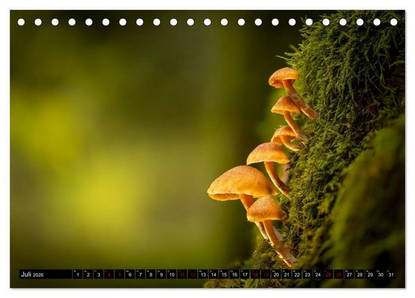 Produktbild: Wilde Pilze: Ein Kalender f&uuml;r Naturbegeisterte (Tischkalender 2026 DIN A5 quer), CALVENDO Monatskalender