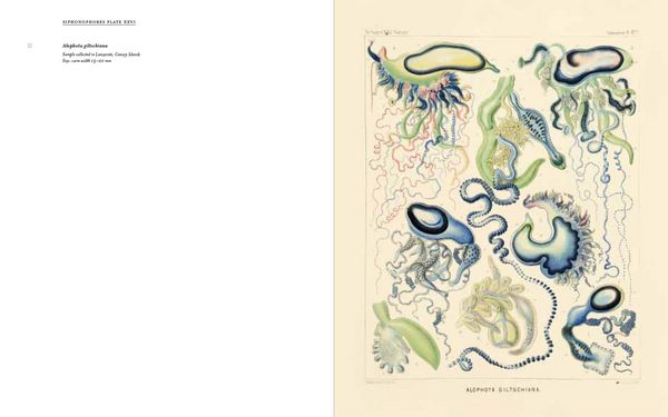 Produktbild: Art Forms from the Abyss