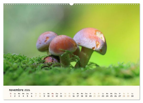 Produktbild: Champignons magiques (Calendrier mural 2026 DIN A2 vertical), CALVENDO calendrier mensuel