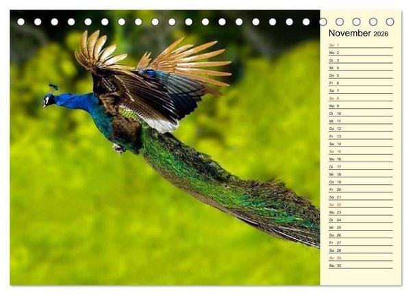 Produktbild: Pfaue. Pr&auml;chtig und schillernd (Tischkalender 2026 DIN A5 quer), CALVENDO Monatskalender