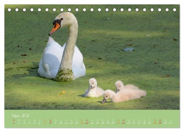Produktbild: Schwanenfamilie, vom Ei bis zum Fliegen. (Tischkalender 2026 DIN A5 quer), CALVENDO Monatskalender