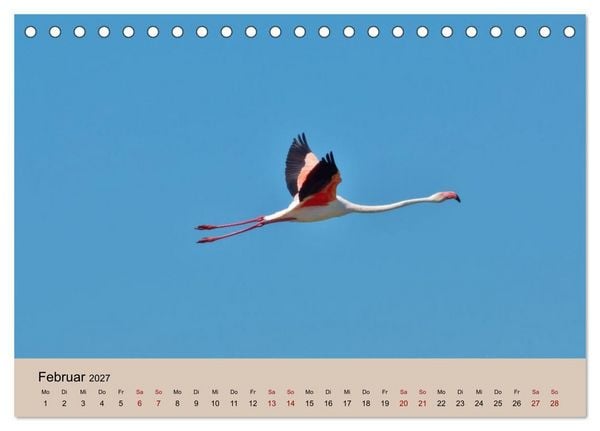 Produktbild: Flamingo und Co - Faszinierende Vogelwelt S&uuml;dfrankreichs (Tischkalender 2027 DIN A5 quer), CALVENDO Monatskalender