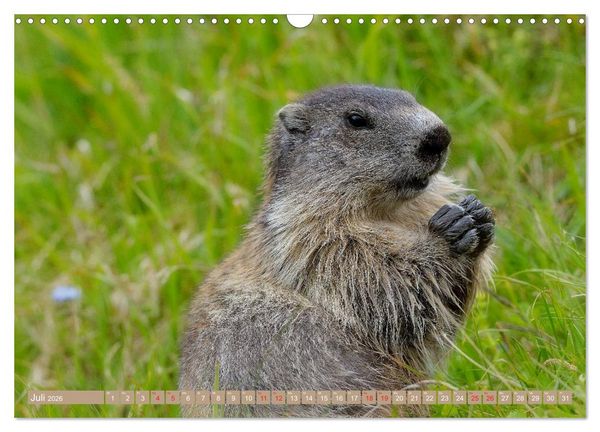 Produktbild: Alpenmurmeltiere in freier Wildbahn (Wandkalender 2026 DIN A3 quer), CALVENDO Monatskalender