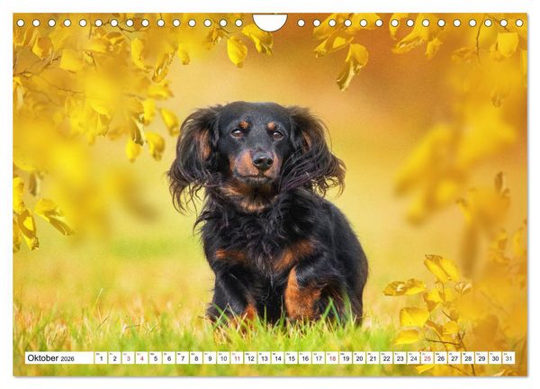 Produktbild: Dackeltr&auml;umereien - Kleine Helden auf 4 Pfoten (Wandkalender 2026 DIN A4 quer), CALVENDO Monatskalender