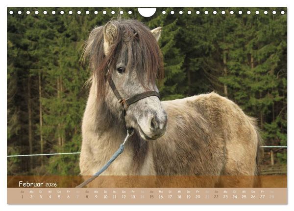 Produktbild: Mit Pferden durch&acute;s Jahr (Wandkalender 2026 DIN A4 quer), CALVENDO Monatskalender