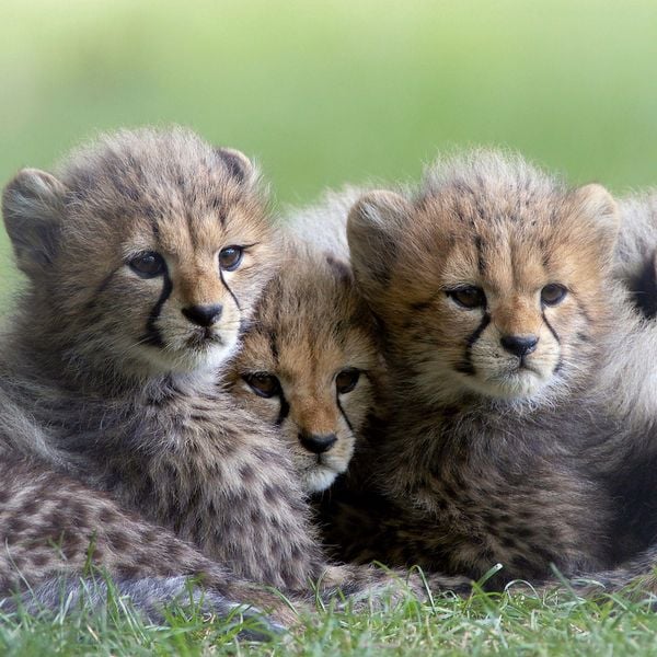 Produktbild: Tierbabys / Baby Animals 2027