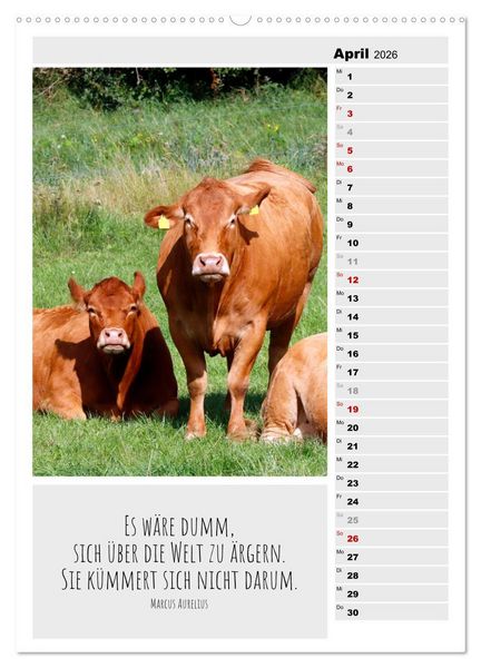 Produktbild: Coole Rindviecher (hochwertiger Premium Wandkalender 2026 DIN A2 hoch), Kunstdruck in Hochglanz