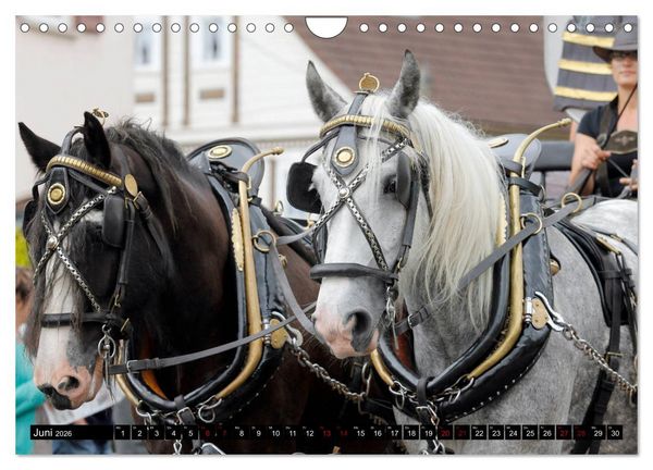Produktbild: Schwere Pferde 2026 (Wandkalender 2026 DIN A4 quer), CALVENDO Monatskalender