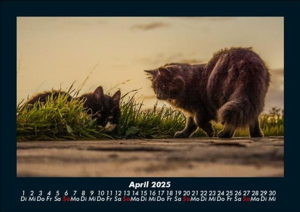 Produktbild: F&uuml;r Katzenfreunde 2025 Fotokalender DIN A5
