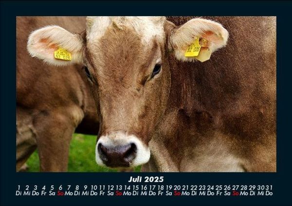 Produktbild: Kuhkalender 2025 Fotokalender DIN A5