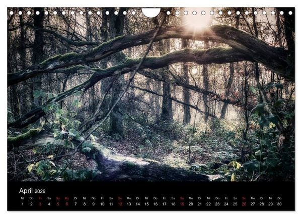 Produktbild: Mystische W&auml;lder (Wandkalender 2026 DIN A4 quer), CALVENDO Monatskalender