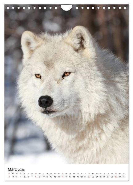 Produktbild: Wolf-Gesichter (Wandkalender 2026 DIN A4 hoch), CALVENDO Monatskalender