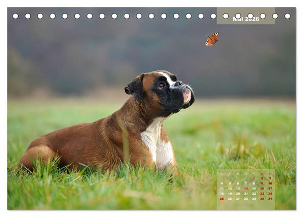 Produktbild: Typisch Boxer (Tischkalender 2026 DIN A5 quer), CALVENDO Monatskalender