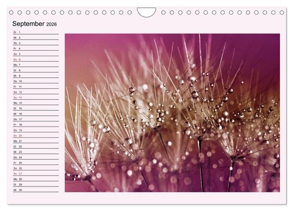Produktbild: Lila - die mystische Farbe (Wandkalender 2026 DIN A4 quer), CALVENDO Monatskalender
