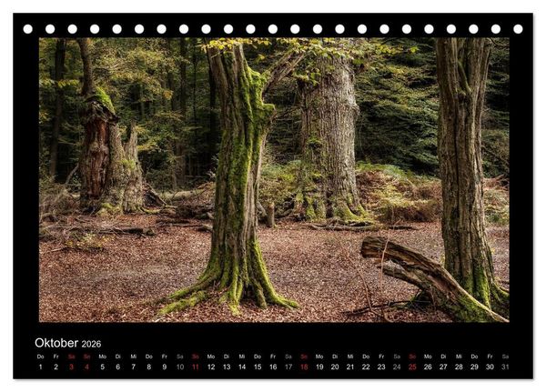 Produktbild: M&auml;rchenhafter Reinhardswald und Urwald Sababurg (Tischkalender 2026 DIN A5 quer), CALVENDO Monatskalender