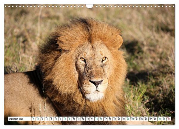 Produktbild: Simba Masai Mara Kenya Africa (Wall Calendar 2026 DIN A3 landscape), CALVENDO 12 Month Wall Calendar