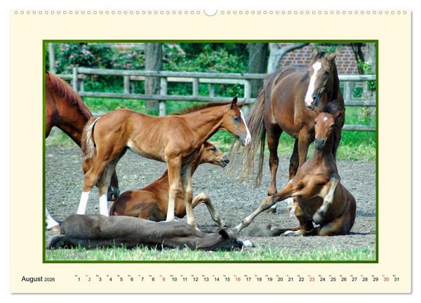 Produktbild: Fr&uuml;hling auf der Pferdeweide (Wandkalender 2026 DIN A2 quer), CALVENDO Monatskalender