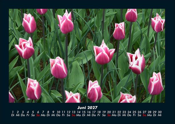 Produktbild: Blumentr&auml;ume 2027 Fotokalender DIN A4