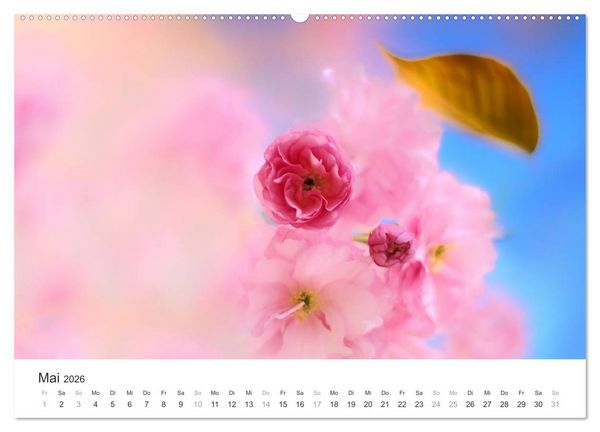 Produktbild: Kirschbl&uuml;tentraum (hochwertiger Premium Wandkalender 2026 DIN A2 quer), Kunstdruck in Hochglanz