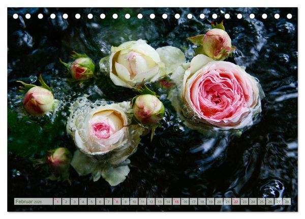 Produktbild: So viele sch&ouml;ne Rosen (Tischkalender 2026 DIN A5 quer), CALVENDO Monatskalender