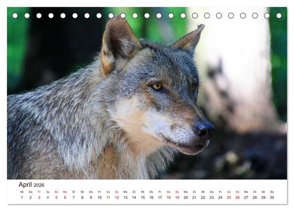 Produktbild: W&ouml;lfe 2026. Tierische Impressionen (Tischkalender 2026 DIN A5 quer), CALVENDO Monatskalender