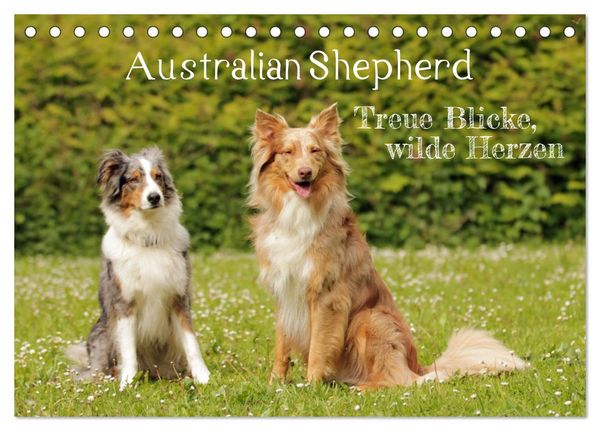 Produktbild: Australian Shepherd - Treue Blicke, wilde Herzen (Tischkalender 2027 DIN A5 quer), CALVENDO Monatskalender