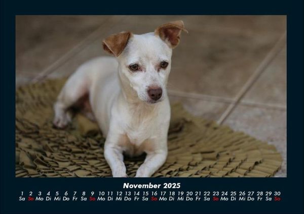 Produktbild: Hundezauber 2025 Fotokalender DIN A4