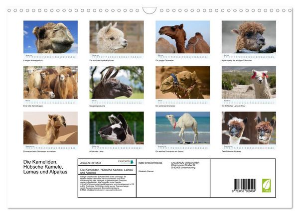 Produktbild: Die Kameliden. H&uuml;bsche Kamele, Lamas und Alpakas (Wandkalender 2026 DIN A3 quer), CALVENDO Monatskalender