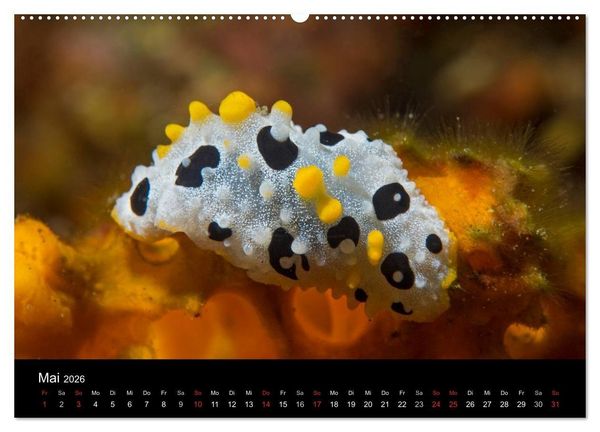 Produktbild: Unterwasserwelt Nacktschnecken (Wandkalender 2026 DIN A2 quer), CALVENDO Monatskalender
