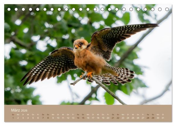 Produktbild: Jenseits der Z&auml;une (Tischkalender 2026 DIN A5 quer), CALVENDO Monatskalender