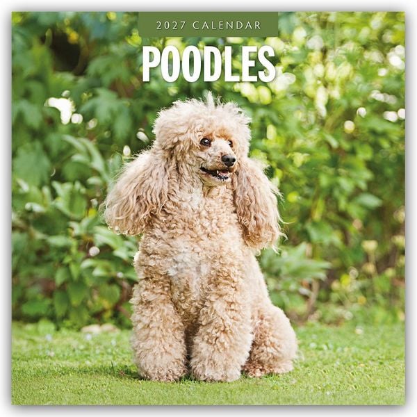 Produktbild: Poodles &ndash; Pudel 2027 &ndash; 16-Monatskalender