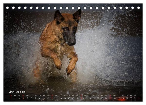 Produktbild: Malinois lieben Wasser (Tischkalender 2026 DIN A5 quer), CALVENDO Monatskalender