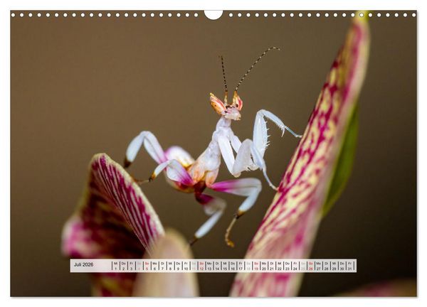 Produktbild: Die Orchideen Gottesanbeterin (Wandkalender 2026 DIN A3 quer), CALVENDO Monatskalender